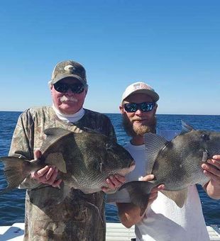 Grey Triggerfish in Florida